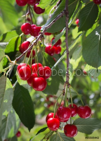 Picture of cherries on the branch